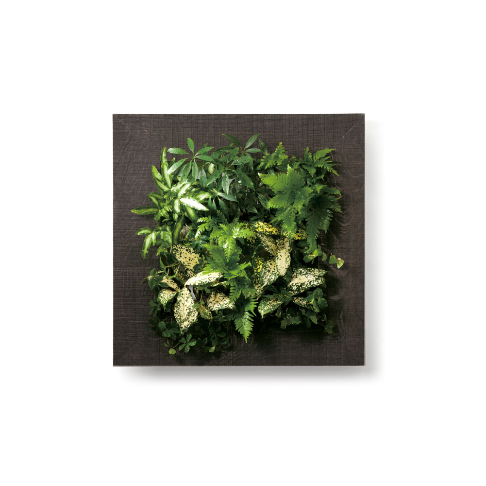 50×50×9cm重量壁掛　観葉植物　ピアンタスタンツァ　マイギャラリー　my gallery M