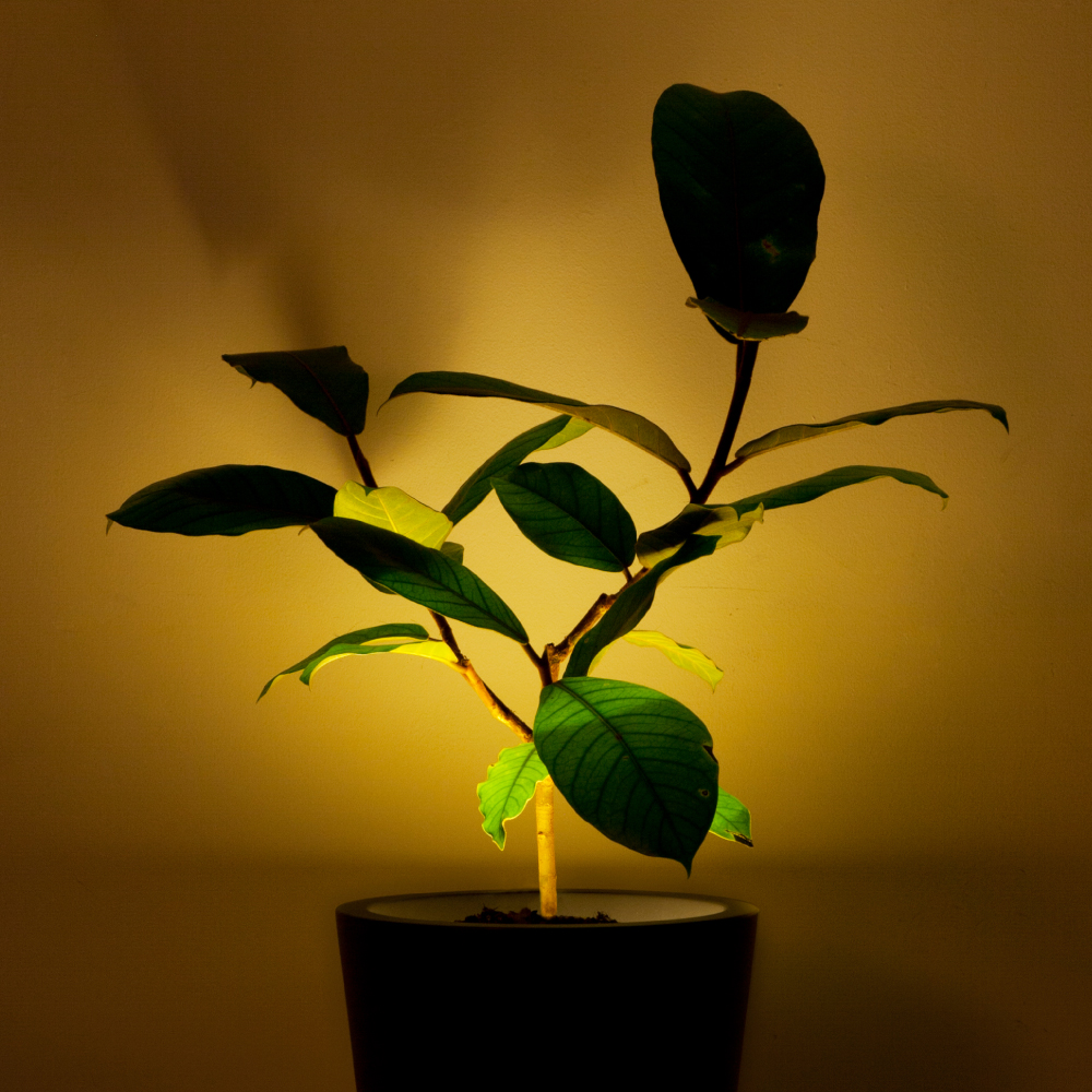 グリーン 観葉植物 とインテリアを掛け合わせ新しい価値を創造するpianta Stanza ピアンタスタンツァ